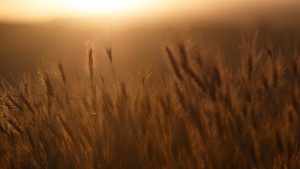 walla walla wheat field